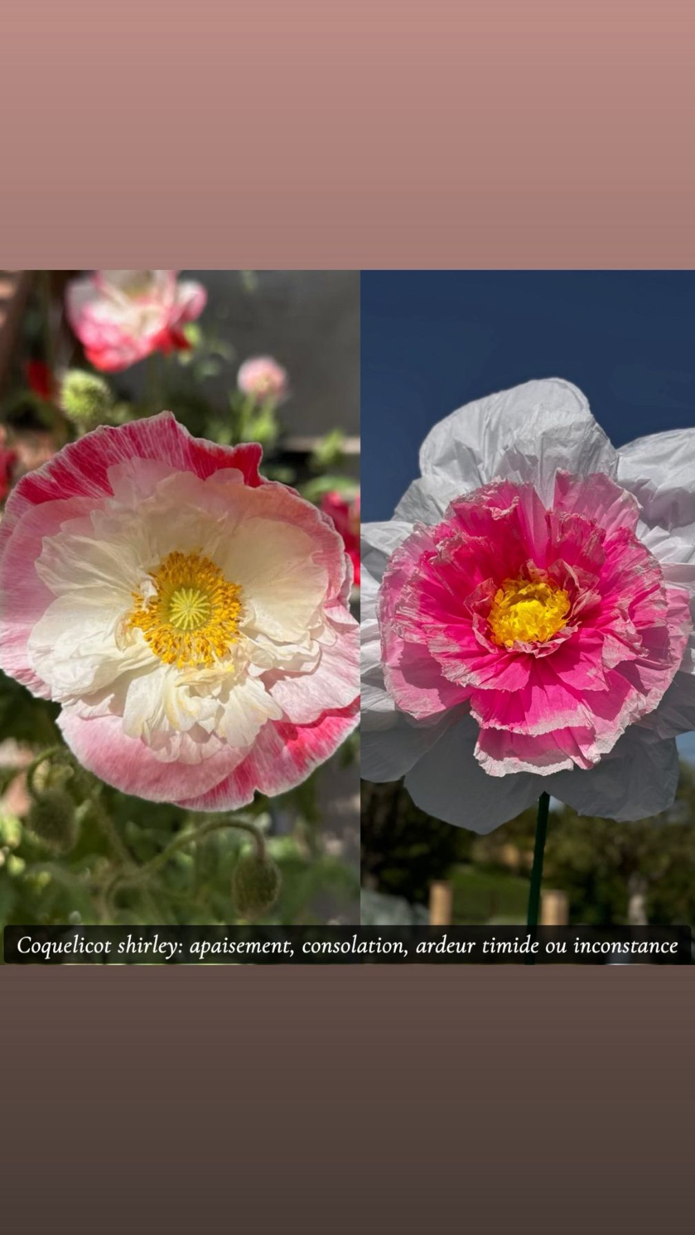 Coquelicot rose